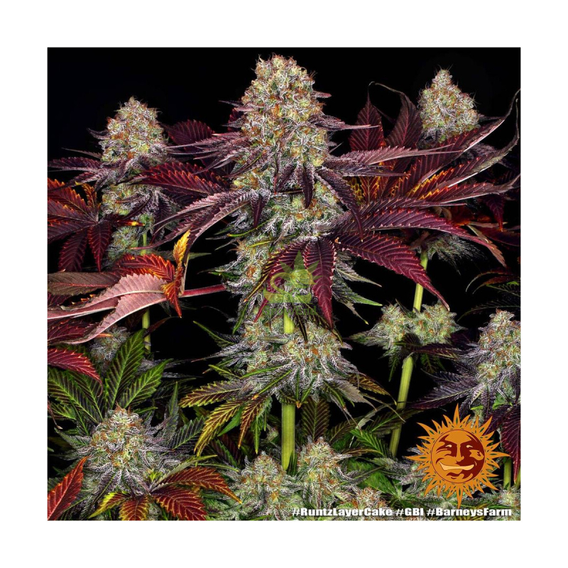 Barneys Farm Runtz Layer Cake Fem 3St.
