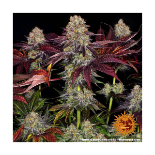 Barneys Farm Runtz Layer Cake Fem 3St.