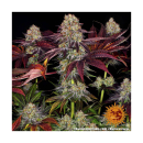 Barneys Farm Runtz Layer Cake Fem 3St.