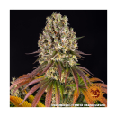 Barneys Farm Sour Diesel Fem 3St.