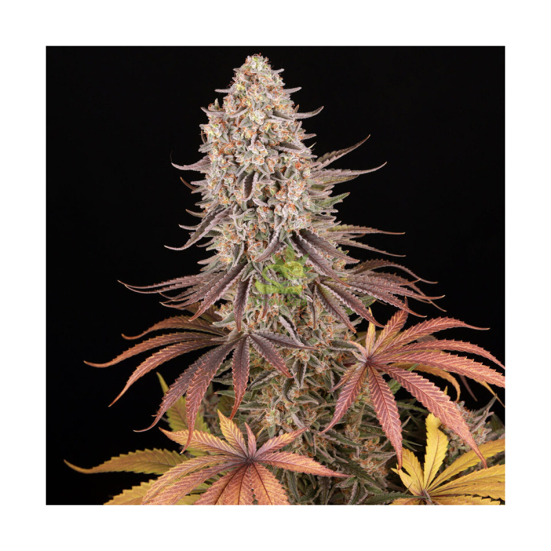 Barneys Farm Sour Strawberry Fem. 3St.