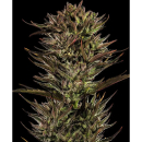 Barneys Farm Thin Mint x Sour Pinot Auto Fem 3St.