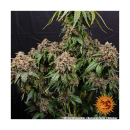 Barneys Farm White Widow XXL Fem. 3St.