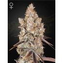 Green House Seed Co. Holy Snow Fem 3St.