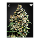 Green House Seed Co. Jack Herer Fem. 3St.