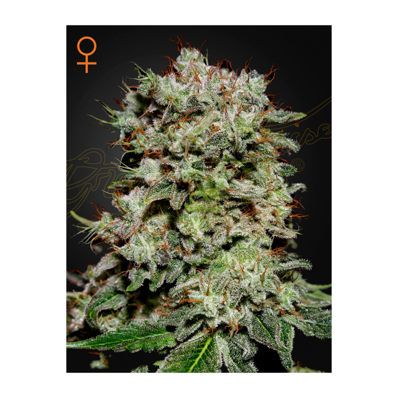 Green House Seed Co. Kalashnikova Fem. 3St.