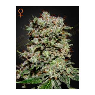Green House Seed Co. Kalashnikova Fem. 3St.