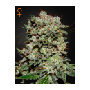 Green House Seed Co. Kalashnikova Fem. 3St.
