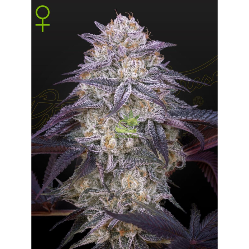 Green House Seed Co. Kings Juice Auto Fem 3St.
