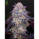 Green House Seed Co. Kings Juice Auto Fem 3St.