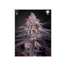 Green House Seed Co. Kings Juice Fem 3St.