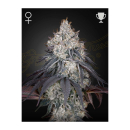 Green House Seed Co. Lemon Orange Fem. 3St.