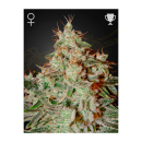 Green House Seed Co. Lemon Skunk Fem. 3St.