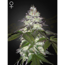 Green House Seed Co. Milky Dreams Fem 3St.