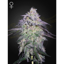 Green House Seed Co. Nori Cake Fem 3St.