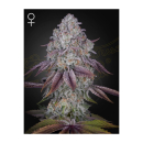 Green House Seed Co. Persian Pie Fem. 3St.