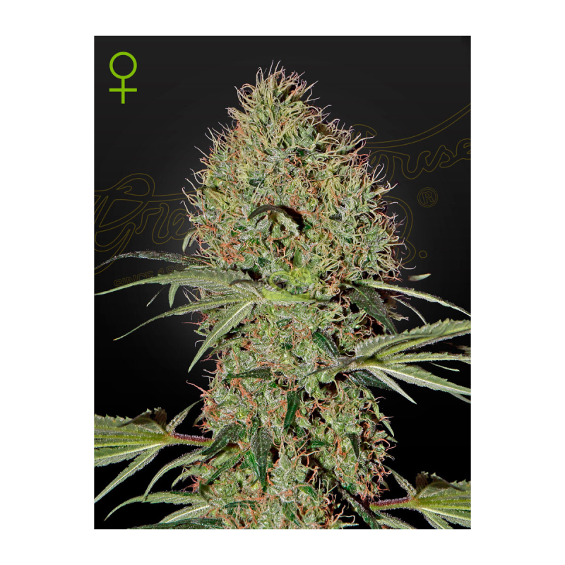 Green House Seed Co. Super Bud Auto Fem. 3St.