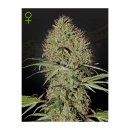 Green House Seed Co. Super Bud Auto Fem. 3St.