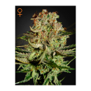 Green House Seed Co. Super Bud Fem. 3St