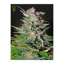 Green House Seed Co. Super Lemon Haze Fem. 3St.