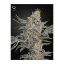Green House Seed Co. Super Lemon Haze x RS11 Fem. 3St.