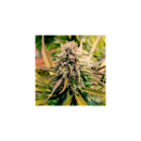 Royal Queen Seeds Candy Kush Express Fast Fem. 3St.