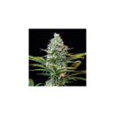 Royal Queen Seeds Royal Runtz Fem. 3St.