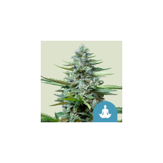 Royal Queen Seeds Stress Killer Automatic CBD Fem. 3St.