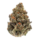 Growers Choice Bruce Banner Auto Fem 3St.