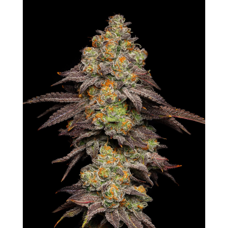 Cookies Seeds BIG Z Fem 3St.