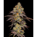 Cookies Seeds BIG Z Fem 3St.