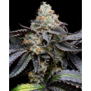 Cookies Seeds Blueberry Bubblegum Fem 3St.