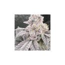 In House Genetics Jelly Breath S1 Fem 3St.