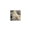 In House Genetics Masterpiece Fem 3St.
