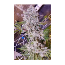 In House Genetics Platinum Gorilla Fem 3St.