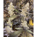 In House Genetics Platinum Purple Candy Fem 3St.