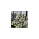 In House Genetics Platinumz Fem 3St.