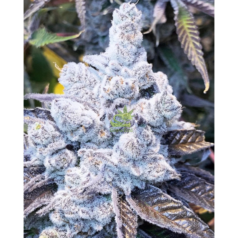 In House Genetics Slurricane #7 S1 Fem 3St.