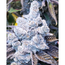 In House Genetics Slurricane #7 S1 Fem 3St.