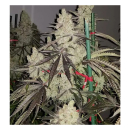 In House Genetics Slurricane IX Fem 3St.