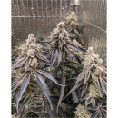 In House Genetics Sugar Cane Fem 3St.