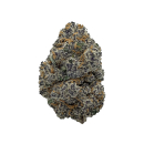 In House Genetics Tacky Glue Fem 3St.